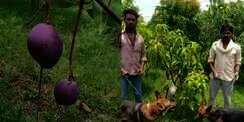 4 Satpam dan 6 Anjing Disewa Buat Jaga Mangga Termahal di Dunia