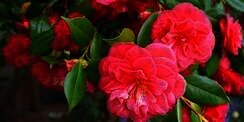 Hadirnya Wangi Bunga Camelia dalam Produk Pembersih Pakaian