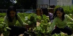 10 Momen Seru Prilly Latuconsina Panen Hasil Kebun, Coba Healthy Lifestyle