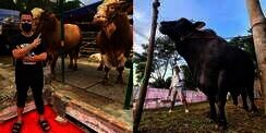 6 Seleb Turun Langsung Pilih Hewan Kurban, Ada yang Beli Sapi Sekandang