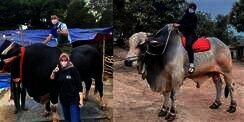 6 Foto Sapi Kurban Milik Artis Ukuran Jumbo, Atta Bikin Syok!