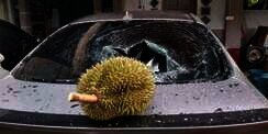Viral Jual Durian Tak Pernah Sentuh Tanah Rp1,7 Juta, Pak Menteri Ngebet Beli