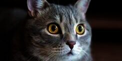 Beli Kucing Online Harga Rp1 Juta, Nenek Malang Malah Tertipu Rp108 Juta
