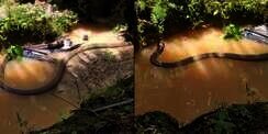 Ngeri, King Cobra Ini Ukurannya Lebihi Garaga Panji Petualang