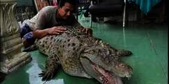 Ingat Keluarga di Bogor Pelihara Buaya Bak Kucing? Nasibnya...