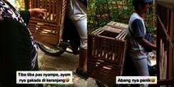 Ujian Pilu Pedagang Ayam Keliling Tak Sadar Pintu Kandang Terbuka Semua