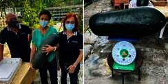Buah Kundur Raksasa di Singapura yang Bikin Penasaran