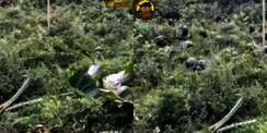Kamuflase Terbaik Dunia, Dikira Kebun Kosong Ternyata Penuh Prajurit TNI