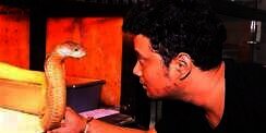 Bikin Bergidik! Lihat Kondisi Ular King Kobra &lsquo;Goldi&rsquo; Milik Panji Petualang Usai Ganti Kulit