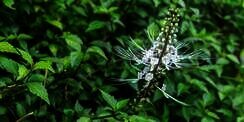 15 Manfaat Daun Kumis Kucing untuk Kesehatan yang Penting Diketahui