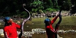 8 Foto Penampakan Ular Penghuni Gunung Merapi yang Ditemukan Heru Gundul, Ngeri Banget!