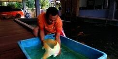 Rela Jual Tanah Untuk Beli Ikan Koi Rp1 M, Pria Ini Jadi Kaya Raya