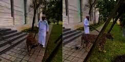 Heboh Ustaz Das'ad Latif Tuntun Macan Tutul