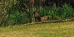 Seram! Harimau Santai Tiduran Sambil Tengok Anak Masuk Sekolah