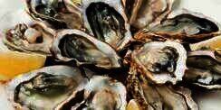 Fresh Oyster, Rasanya Juara tapi Bisa Berbahaya