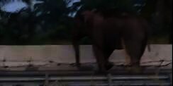 Viral Gajah Seberangi Jalan Tol Pekanbaru-Dumai, Kendaraan Langsung Berhenti