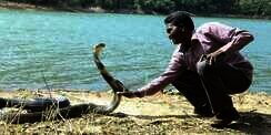 8 Potret &lsquo;Manusia Ular&rsquo; Dipatuk King Cobra 3 Meter, Fungsi Otaknya Langsung Error