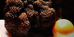 Dipasarkan Digital, Truffle 'Black Diamond' Raksasa Jadi NFT