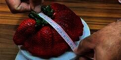 Buah Stroberi Terberat di Dunia Pecahkan Rekor