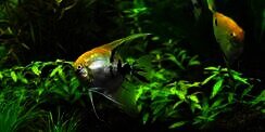 7 Manfaat Memelihara Ikan Hias di Rumah Bagi Kesehatan Mental