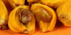 Manfaat Biji Nangka untuk Kesehatan Kulit dan Bantu Melancarkan Pencernaan