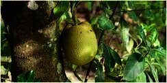 9 Manfaat Daun Nangka, Berkhasiat untuk Mengatasi Berbagai Masalah Kesehatan