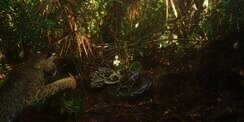 Video Langka! Pertarungan Maut Kucing Hutan Vs Ular Piton Raksasa yang Lindungi Telurnya