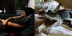 8 Potret Cewek Cantik Viral Pelihara 6 Buaya di Rumah, Tidur hingga ke Toilet Bareng!