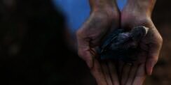 Suhu India Capai 46 Derajat Celcius, Burung-Burung Berjatuhan