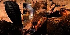 Pertarungan Maut King Cobra Vs Luwak, Si Ular Pertama Garang Akhirnya Dikuliti Hidup-Hidup