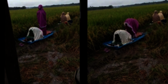 Masih Mengeluh Tak Sempat? Ibu Petani Tunaikan Sholat di Tengah Sawah Ini Seperti `Tamparan Keras`