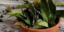 Cara Menyimpan Rempah Daun Biar Tahan 1 Bulan