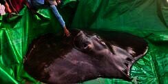 Ikan Air Tawar Terbesar di Dunia Ditangkap, Begini Penampakannya