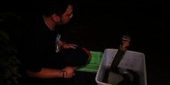 Ular King Kobra Pembunuh Ini Nyaris Gigit Tangan Panji Petualang, Lihat 7 Penampakannya Bikin Bergidik!