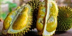 Kini Ada Durian yang Tak Berbau Menyengat