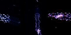 Dijuluki Hantu Laut, Makhluk Aneh Transparan Ini Dikira Lemah Padahal Terdiri dari Kumpulan Karnivora Kecil