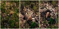 Pertarungan Maut Lawan Ular Kobra Hitam, Biawak Garang di Depan, Tapi Malah Klenger di Belakang