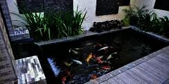 Bocoran Biaya Bikin Kolam Ikan Estetik dalam Rumah