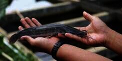 Tak Butuh Kolam, Pemuda Ini Kasih Tips `Auto Mual` Berternak Ikan Lele