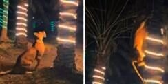 Video Detik-Detik Singa Jadi Tamu Tak Diundang di Pesta Nikahan, Semua Terbirit-birit Dikejar hingga Panjat Pohon