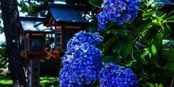 Buat Taman Cantik dengan Tumbuhan Khas Jepang