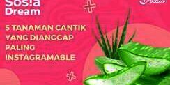 5 Tanaman Cantik yang Dianggap Paling Instagramable
