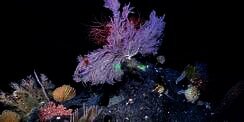 Misteri Laut Dalam di Dunia Terungkap, Makhluk Penghuni di Palung Jawa Digambarkan Menyeramkan