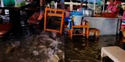 Restoran Ini Beri Sensasi Makan di Tengah Banjir, Bisa Sekalian Kasih Makan Ikan