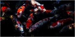 7 Arti Mimpi Melihat Ikan Banyak, Salah Satunya Berkaitan dengan Hubungan Asmara yang Membahagiakan