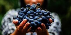 Manfaat Buah Anggur Concord Untuk Kesehatan, Berkhasiat Bikin Ginjal Sehat