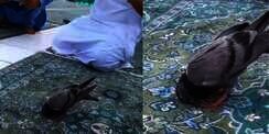 Viral Video Burung Merpati Sujud Bareng Jemaah Umrah