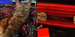 Viral Bulu Kucing `Oyen` Gegerkan Bandara, Pemilik Mengaku Milik Tetangga yang Nyelonong Masuk Koper