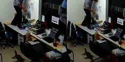 Viral Video Biawak Masuk Kantor, Pegawai Histeris dan Kocar-kacir Naik ke Atas Meja