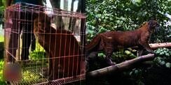 Mengenal Kucing Emas Asia, Hewan Langka yang Ditemukan Warga dalam Kondisi Sakit di Kota Solok